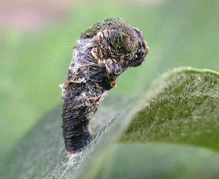 Case of Coleophora albidella on Salix