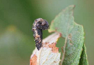 Case of Coleophora albidella on Salix