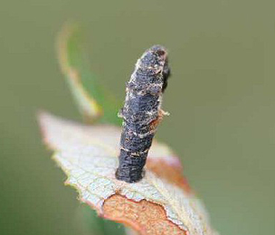 Case of Coleophora albidella on Salix