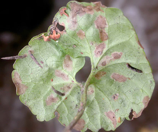 Mines and cases of Coleophora albitarsella on Glechoma hederacea