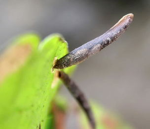 Mines and cases of Coleophora albitarsella on Glechoma hederacea