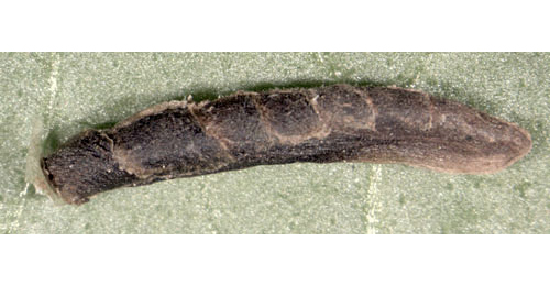 Case of Coleophora albitarsella on Glechoma hederacea