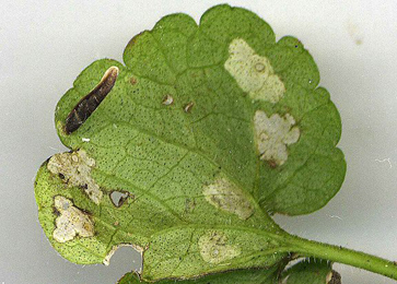 Mines and cases of Coleophora albitarsella on Glechoma hederacea