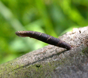 Mines and cases of Coleophora albitarsella on Glechoma hederacea