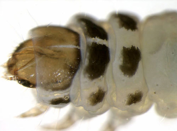 Coleophora albitarsella larva,  dorsal