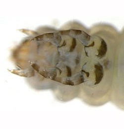 Coleophora albitarsella larva,  ventral