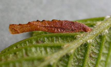 Case of Coleophora alnifoliae on Alnus glutinosa