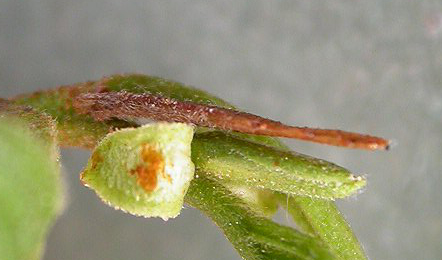 Case of Coleophora alnifoliae on Alnus glutinosa