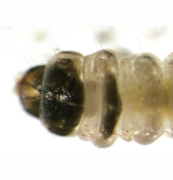 Coleophora alnifoliae larva,  dorsal