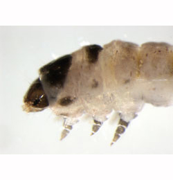 Coleophora alnifoliae larva,  lateral