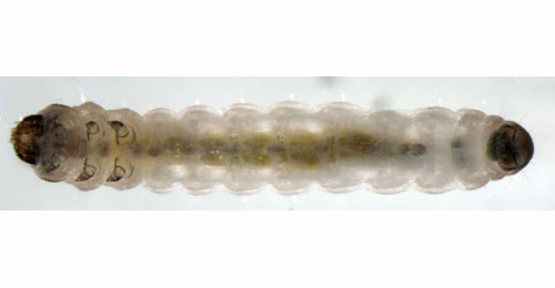 Coleophora alnifoliae larva,  dorsal