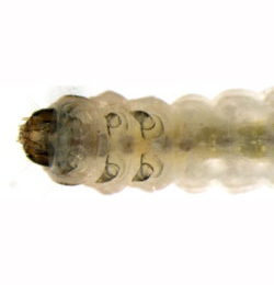 Coleophora alnifoliae larva,  ventral