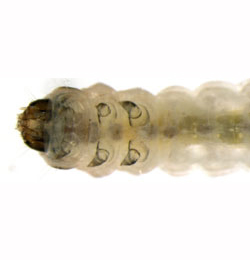 Coleophora alnifoliae larva,  dorsal