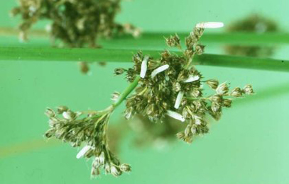 Cases of Coleophora alticolella on Juncus Image: © Charles Baker (British leafminers)