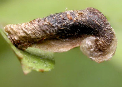 Mine of Coleophora anatipenella on Crataegus monogyna