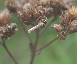 Case of Coleophora argentula on Achillea