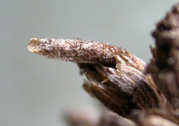 Case of Coleophora argentula on Achillea