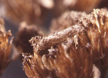 Case of Coleophora argentula on Achillea