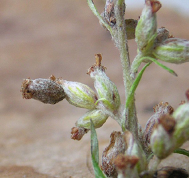 Holes in seed head caused by Coleophora artemisicolella on Artemisia vulgaris