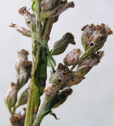 Holes in seed head caused by Coleophora artemisicolella on Artemisia vulgaris