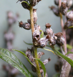 Holes in seed head caused by Coleophora artemisicolella on Artemisia vulgaris