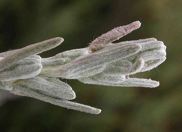 Case of Coleophora artemisiella