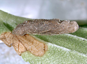 Case of Coleophora badiipennella on Ulmus minor