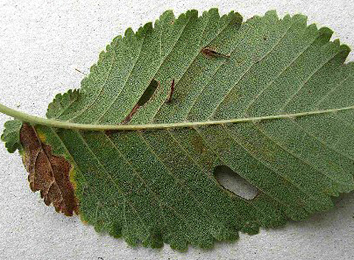 Case of Coleophora badiipennella on Ulmus minor