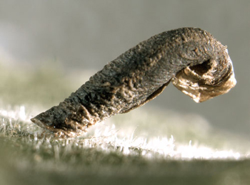 Case of Coleophora betulella on Betula pubescens