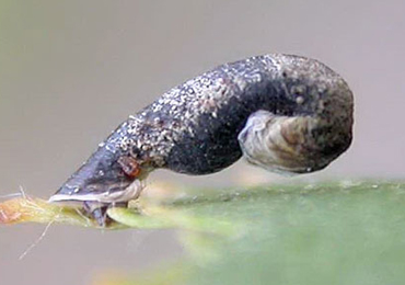 Case of Coleophora betulella on Betula pendula