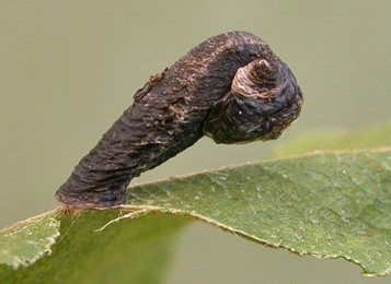 Case of Coleophora betulella on Betula