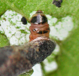 Case of Coleophora betulella on Betula