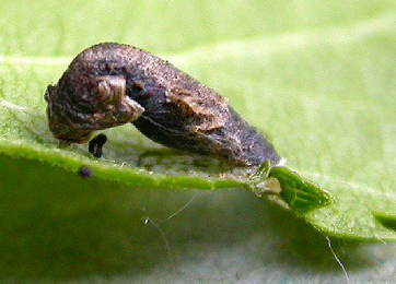 Case of Coleophora betulella on Betula