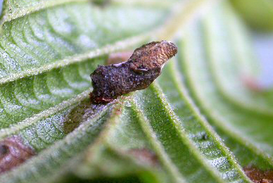 Case of Coleophora binderella