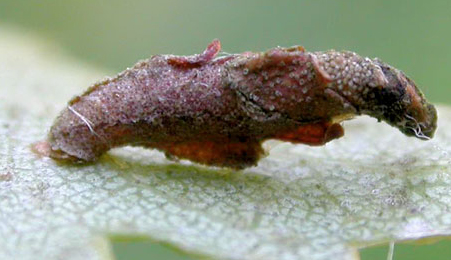 Case of Coleophora binderella on Betula pendula