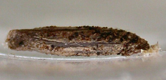 Case of Coleophora caespititiella