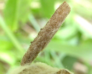 Case of Coleophora conyzae on Pulicaria dysenterica