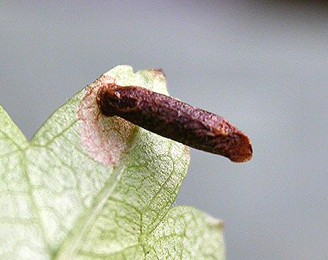 Case of Coleophora coracipennella