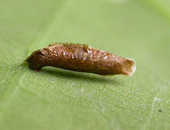 Case of Coleophora coracipennella