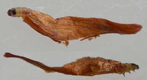 Case of Coleophora deauratella on Juncus