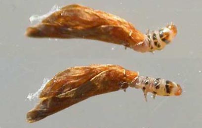 Case of Coleophora deauratella on Juncus