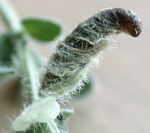 Case of Coleophora discordella on Lotus corniculatus