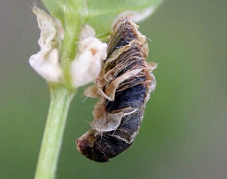 Case of Coleophora discordella on Lotus corniculatus