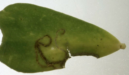Early mine of Coleophora discordella on Lotus corniculatus