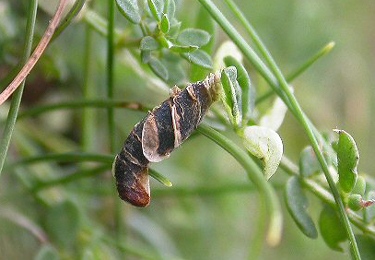 Case of Coleophora discordella