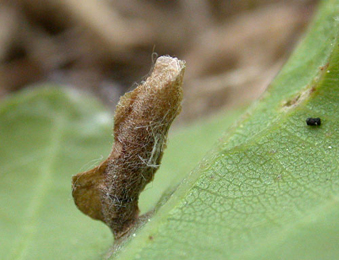 Case of Coleophora flavipennella on Quercus robur