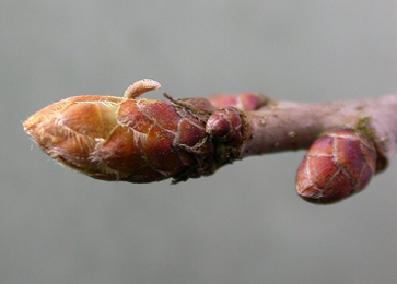 Case of Coleophora flavipennella on Quercus