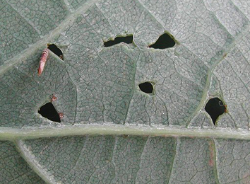 Case of Coleophora flavipennella on Quercus