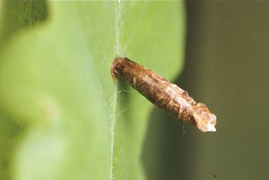 Case of Coleophora flavipennella on Quercus