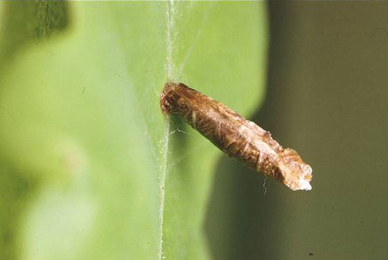 Case of Coleophora flavipennella on Quercus robur